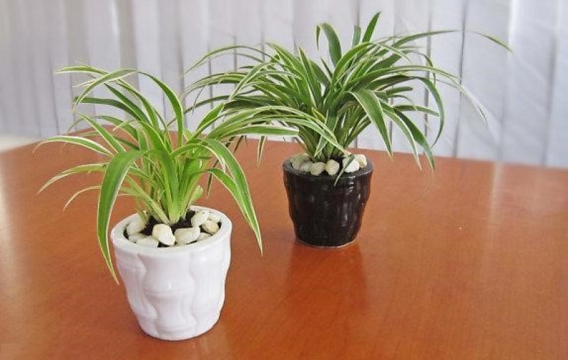 Cỏ Lan Chi cây cảnh trồng trong nhà không cần ánh sáng